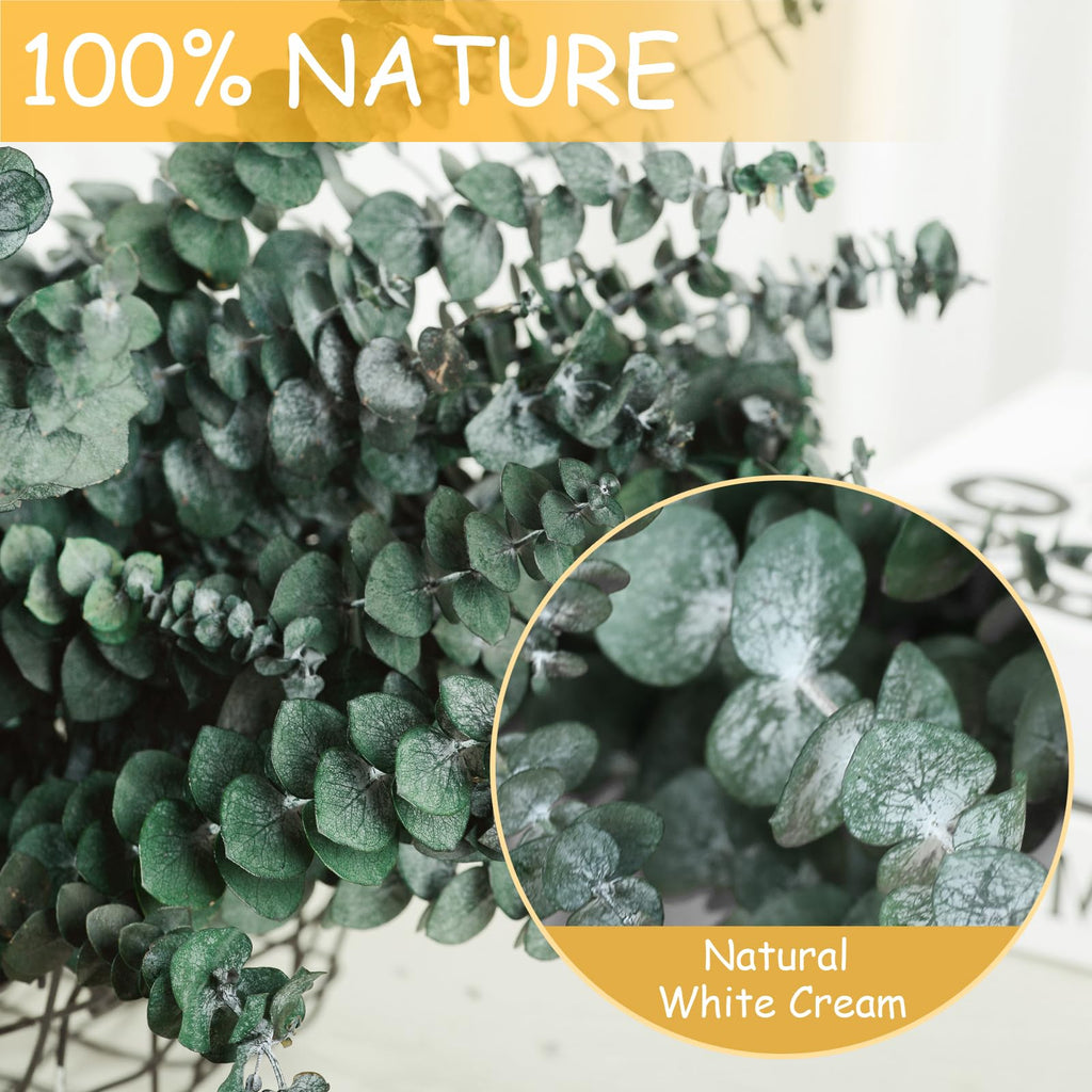 42 PCS Dried Eucalyptus Bundle - 17" Large Preserved Eucalyptus Stems, Real Leaves for Shower Hanging, Artificial Flowers Arrangement, Home Bathroom Decor